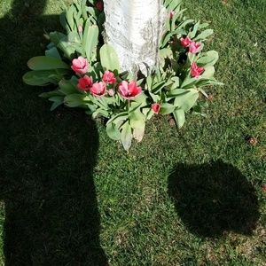 Meet your Posher, Gracie